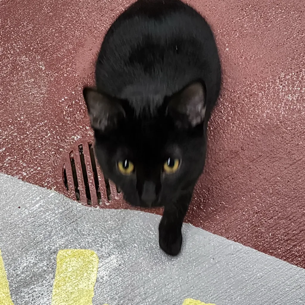 Mojo