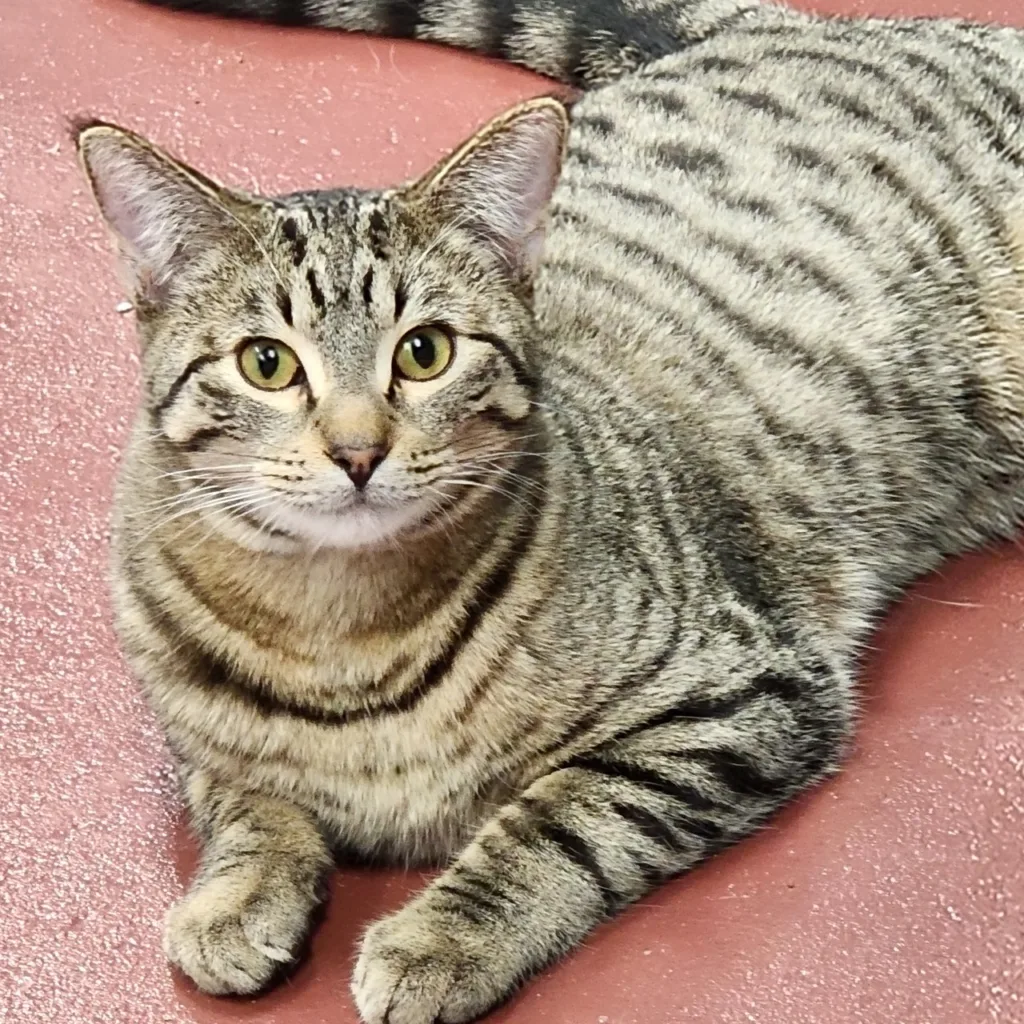 Tigger