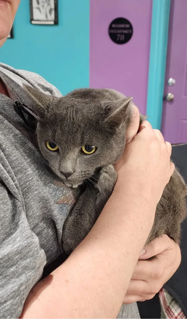 Meredith 1