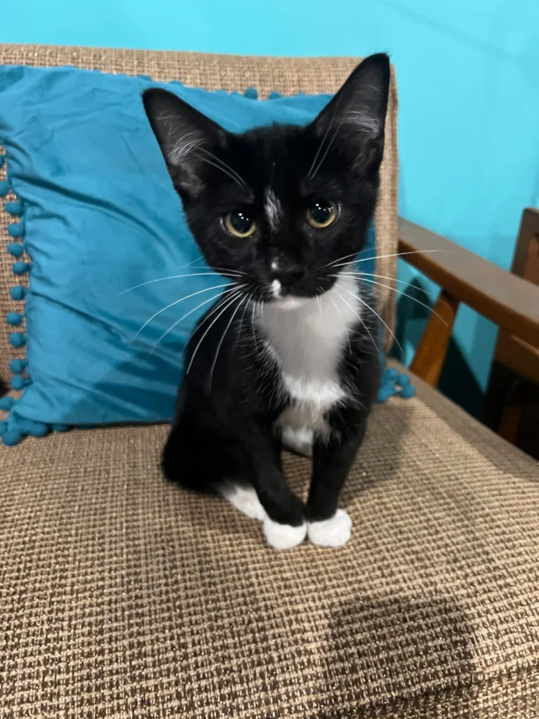 Frito