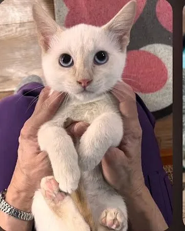 Creamy Biscuit