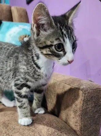 Simon